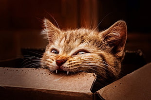 tabby cat biting chocolate