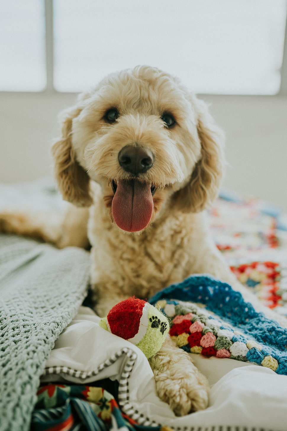 fawn Labradoodle puppy, Dog, Muzzle, Protruding tongue HD wallpaper