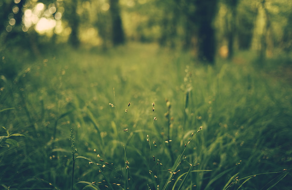 green grass field during daytime HD wallpaper