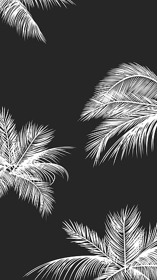  HD wallpaper