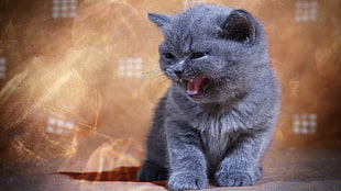 Russian blue cat, animals, cat HD wallpaper