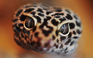 brown and black gecko