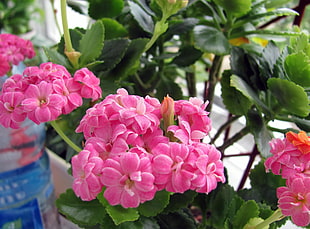 pink petaled flowers close-up photo HD wallpaper