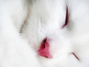white cat HD wallpaper