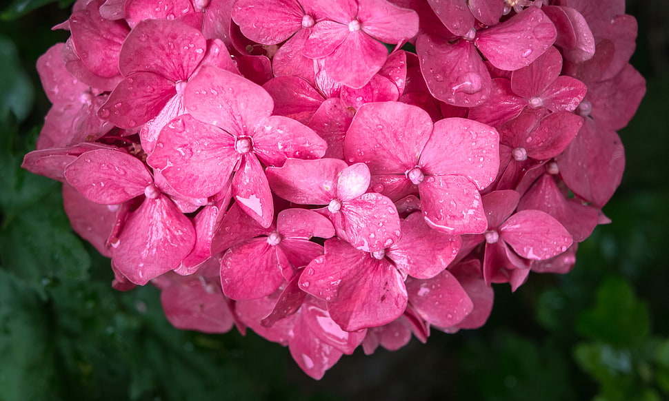 closeup photo of pink petaled cluster flowers HD wallpaper