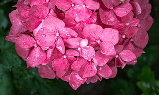 closeup photo of pink petaled cluster flowers