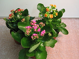 potted flowers lot