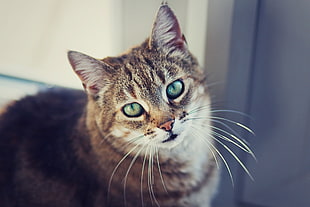 brown and black tabby cat, animals, cat