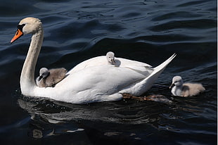white swan and baby's swan on body of water, cygnets
