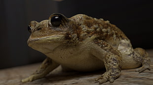 brown frog, frog, CGI, amphibian HD wallpaper