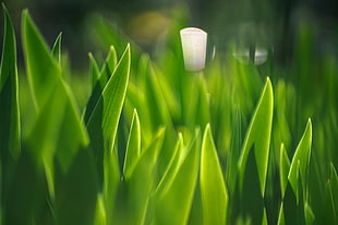 shallow focus photography of green grass HD wallpaper