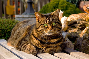 brown and black cat HD wallpaper