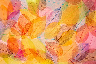 multicolored leaf wallpaper