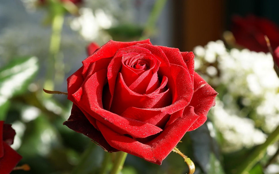 selective focus photography of red Rose flower HD wallpaper