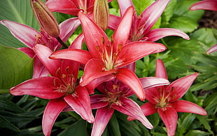red Lily flowers in closeup photo