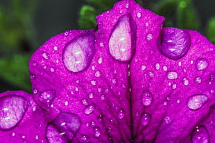 macro photography of purple flower with water dews