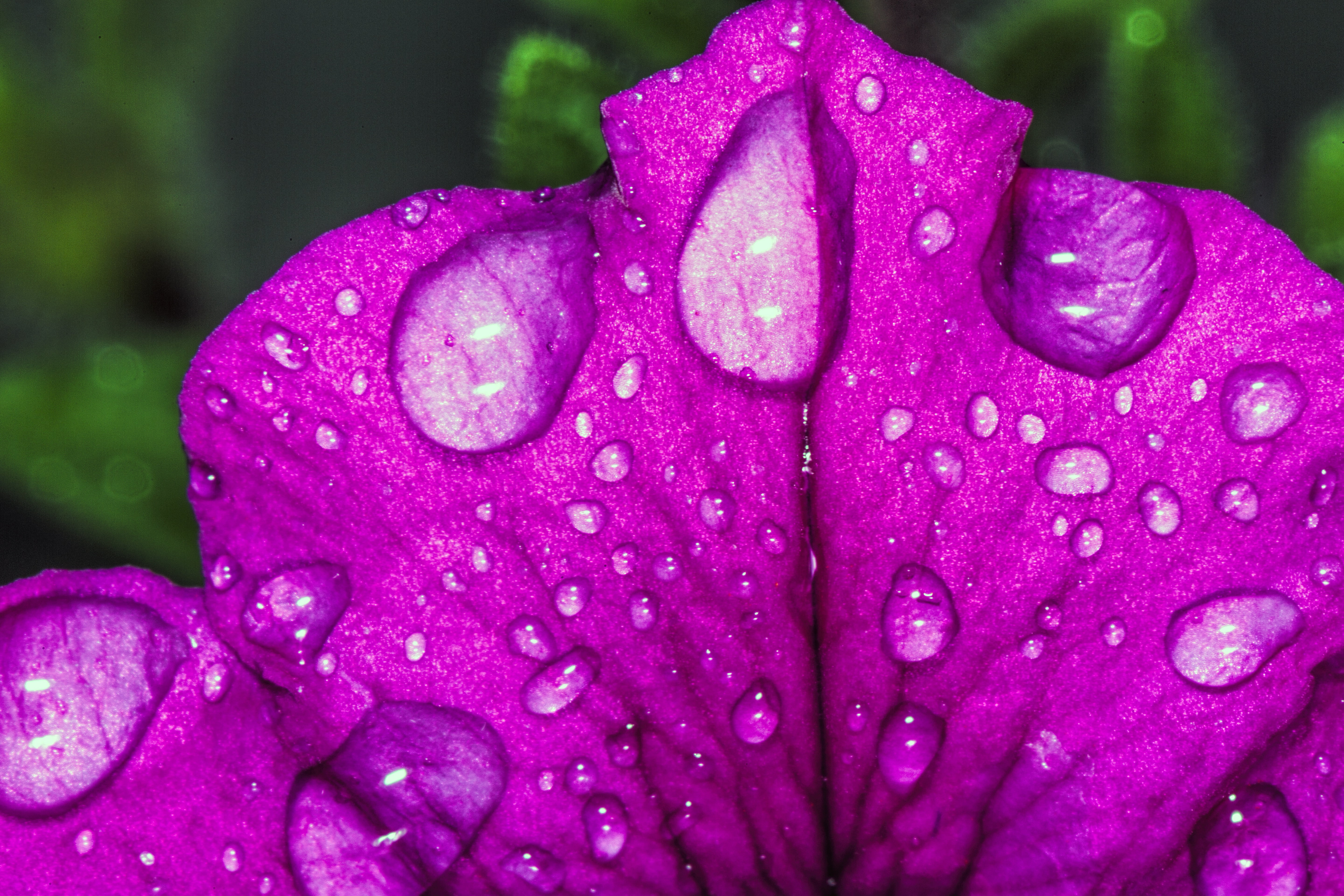 macro photography of purple flower with water dews