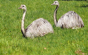 two white ostrich on green field