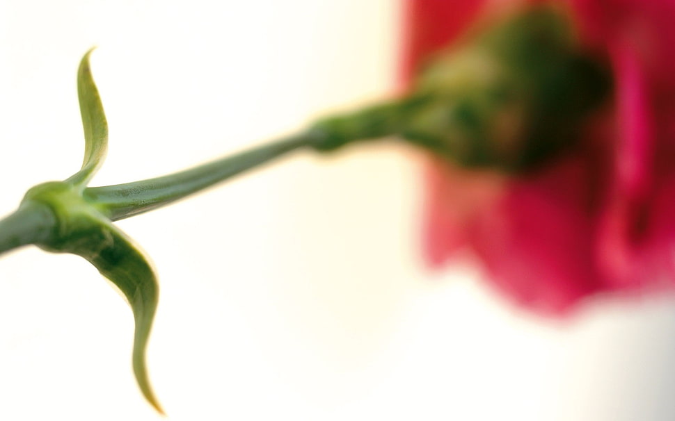 red flower HD wallpaper