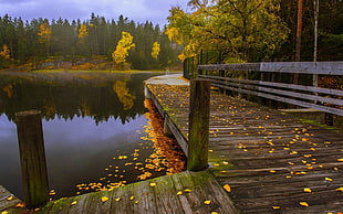 brown and gray wooden pier beside body of water surrounded by yellow leaf tree