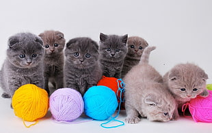 seven assorted-color kittens, kittens, cat, animals