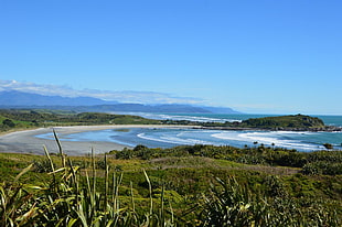 green plants, nature, beach, New Zealand, mountains