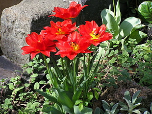 five red flower on ground during daytime