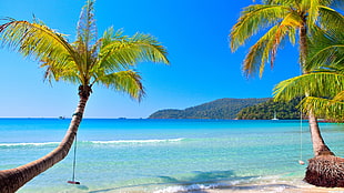 sea and two coconut trees, beach, tropical, sea, palm trees