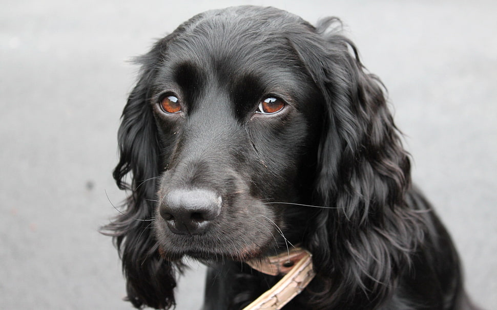 black Cocker Spaniel HD wallpaper