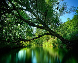 green trees on river photography HD wallpaper