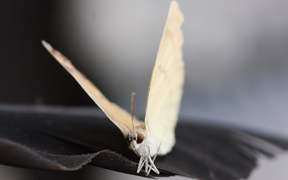 brown Butterfly in closeup photography HD wallpaper