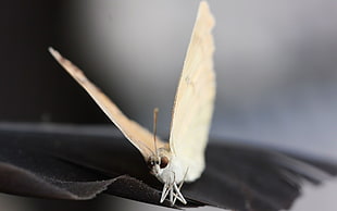 brown Butterfly in closeup photography HD wallpaper