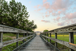 photography of gray wooden pathway with rails near tall trees under white skies
