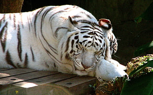 macro photography of white Tiger HD wallpaper