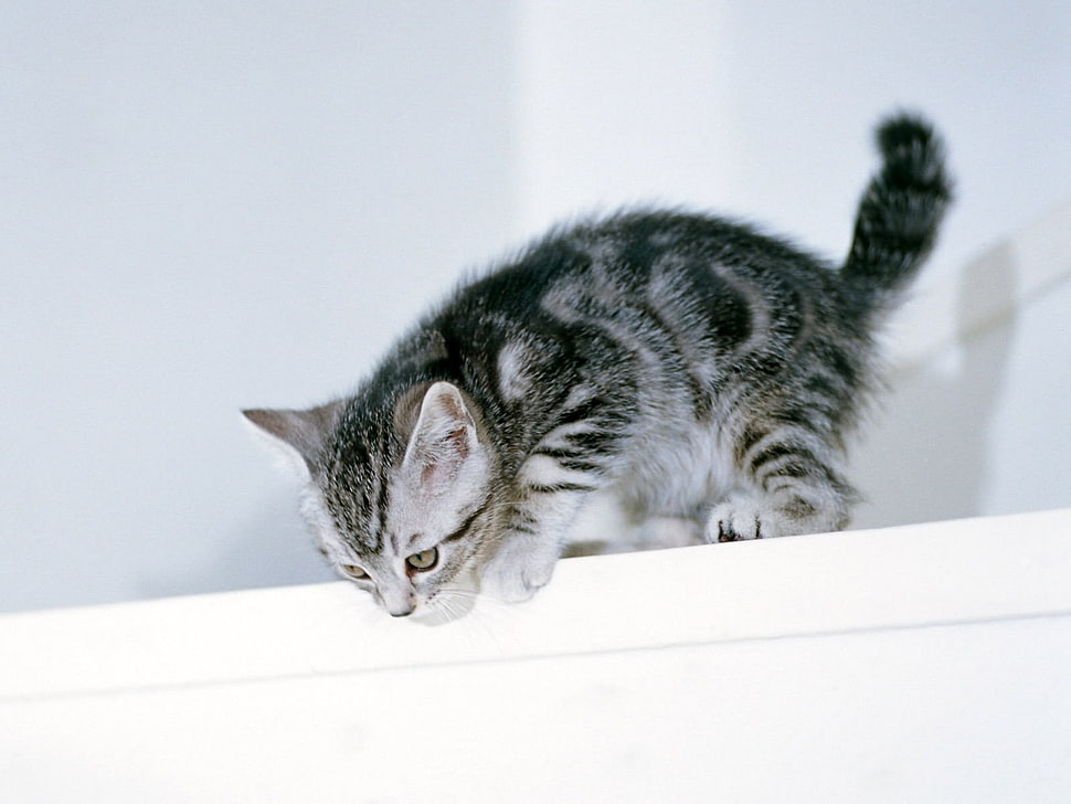 silver Tabby kitten on white board HD wallpaper