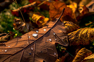 clear water drops on brown dried leaf HD wallpaper