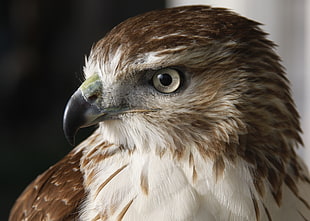 brown falcon
