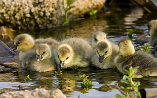 flock of yellow ducklings on body of water