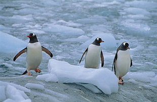 three arctic penguins HD wallpaper