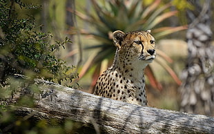 photography of a cheetah HD wallpaper