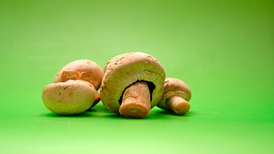 photography of mushrooms HD wallpaper
