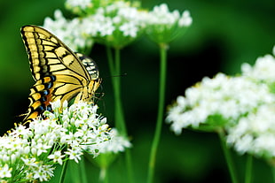 macro photo of a tiger swallowtail butterfly on white flowers, leek