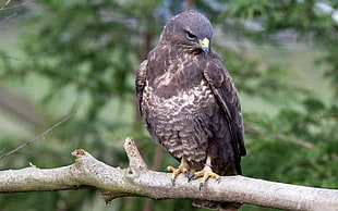 shallow focus photography of black hawk during daytime