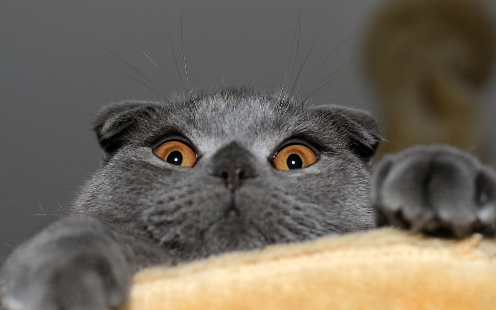 gray cat, animals, cat HD wallpaper