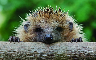 brown hedgehog on brown log\ HD wallpaper