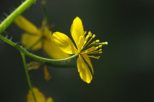 three yellow flower in close up photo, loir-et-cher HD wallpaper
