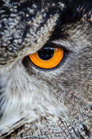 Gray Owl Showing Orange and Black Left Eye HD wallpaper