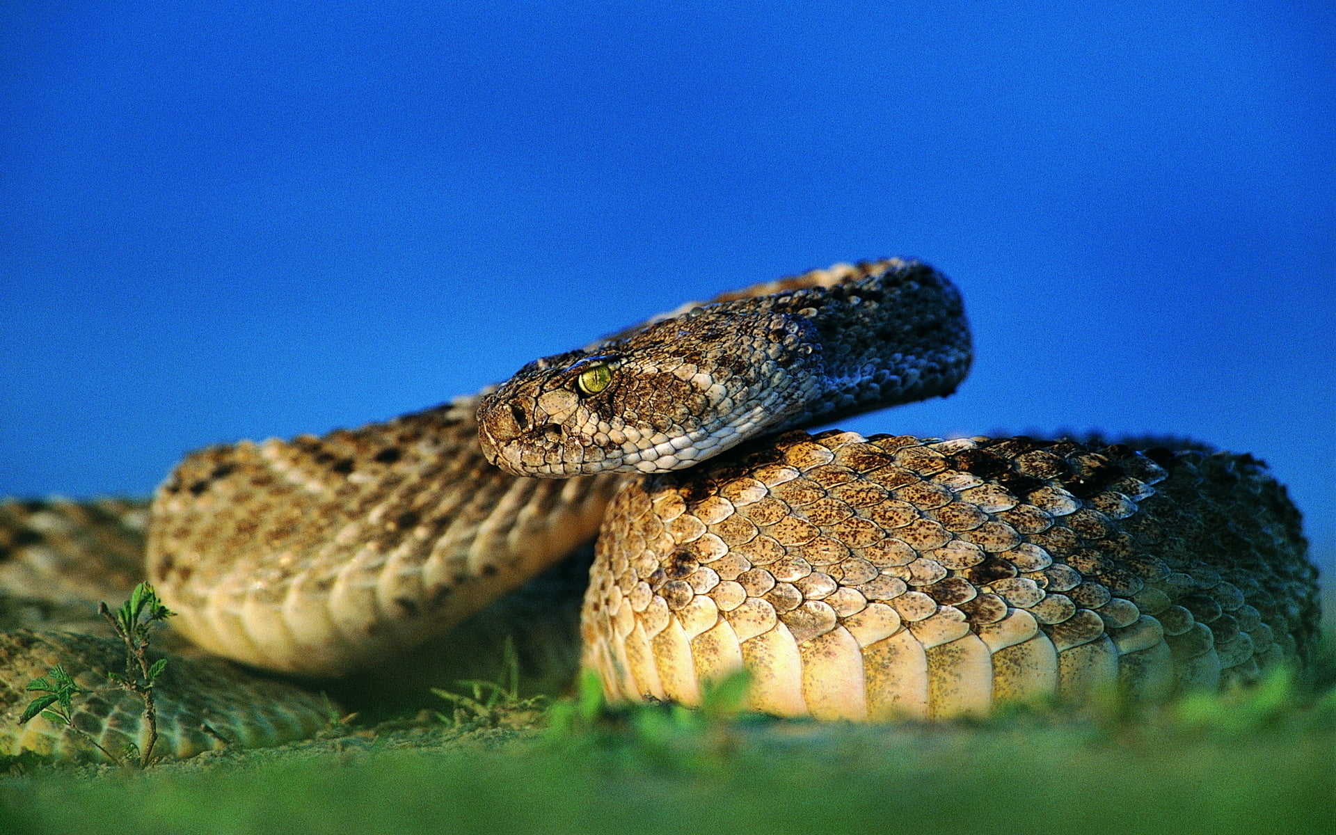 Хладнокровный змей