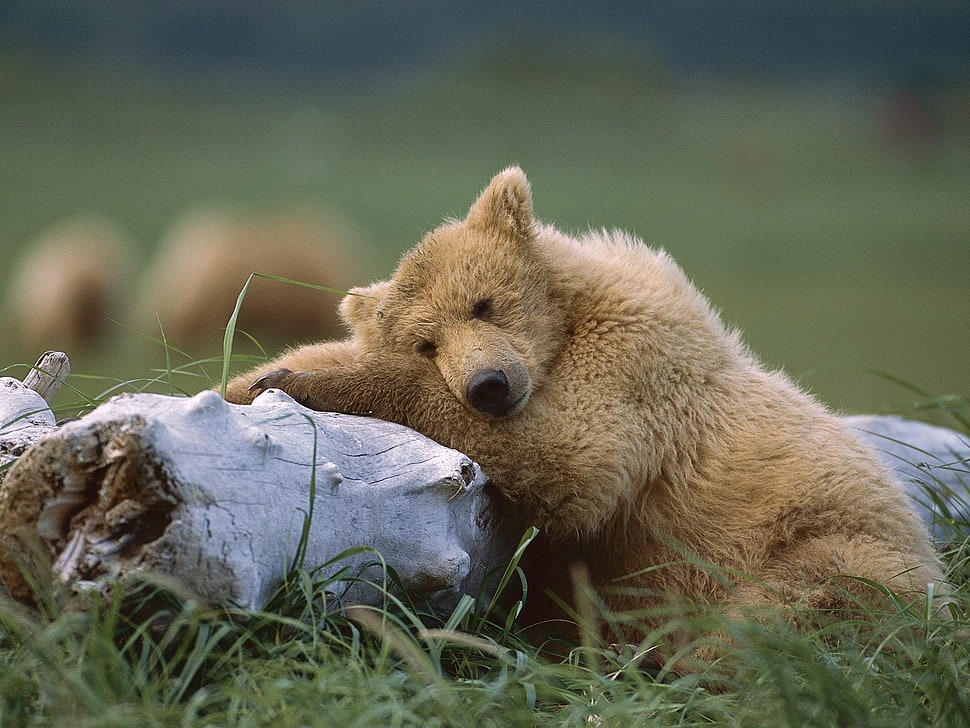 brown grizzly bear HD wallpaper