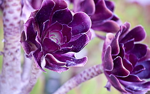purple Succulent plant HD wallpaper